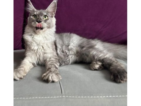 Black silver güzeli ıce maine coon