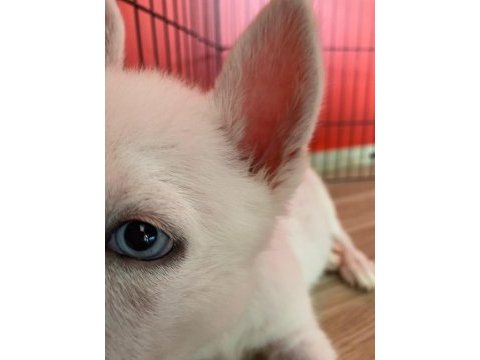 2,5 aylık gökyüzü mavisi oyuncu erkek husky