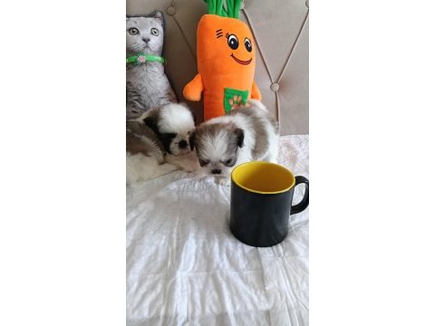 Shih tzu ev bebekleri
