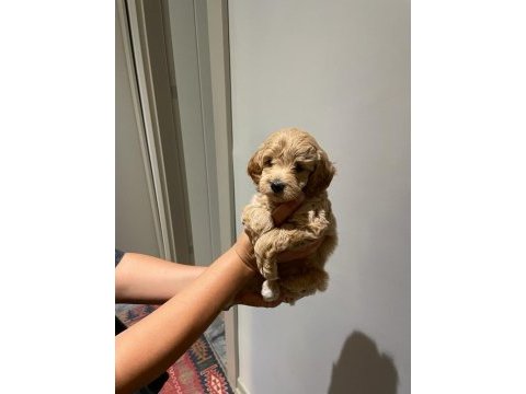 Maltipoo dişi yavrular