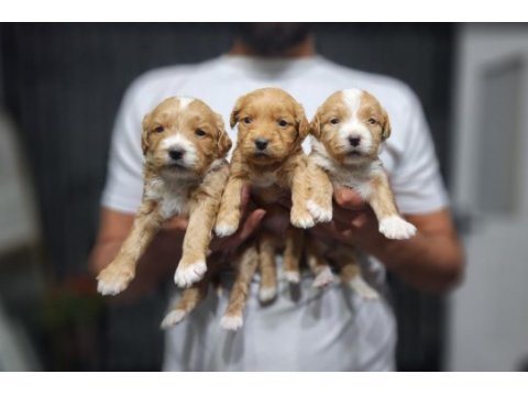 Renk güzeli red maltipoo yavrular