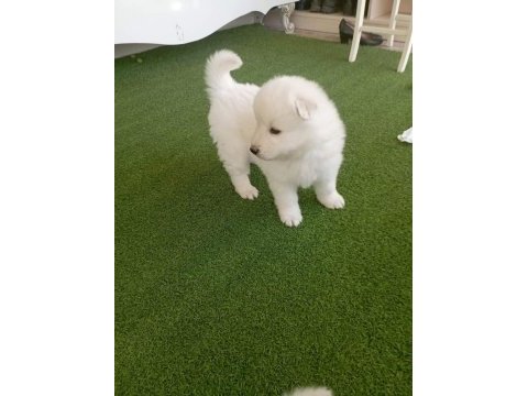 Samoyed yavruları orijinal safkan