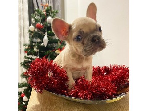 Üst düzey french bulldog yavrularımız
