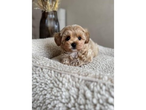 Maltipoo yavrularımız sıfır boy