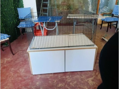 2,5 aylık erkek peru guinea pig bütün eşyaları ile