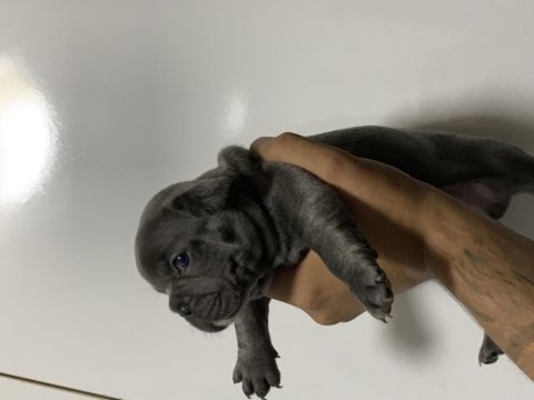 Blue french bulldog