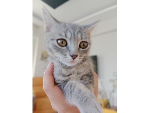 4 aylık erkek ragdoll