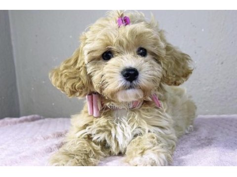 Maltipoo teacup