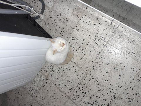 Ücretsiz olarak sahiplendilecek kedimiz