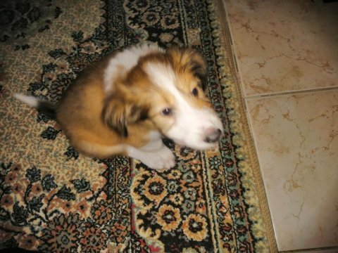 Collie / maltese