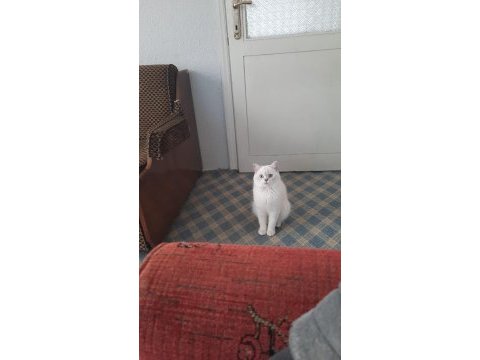 British shorthair silver point