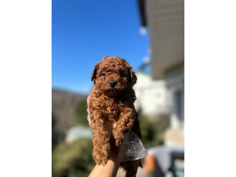 Toy poodle yavruları