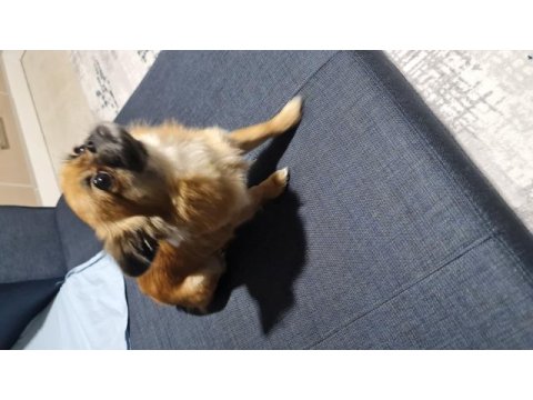 Çok sevimli ve eğitimli pekinez