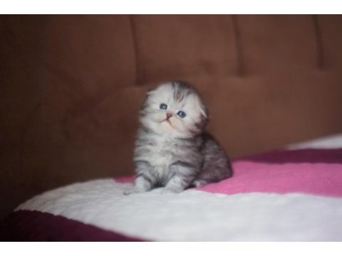 Üst kaliteli dişi scottish fold