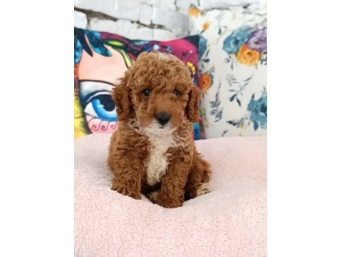 Poodle çift renk