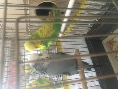Show jumbo muhabbet kuşu