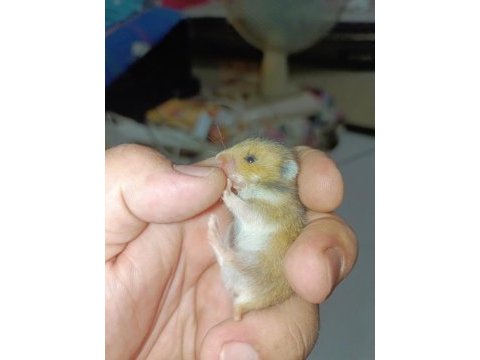 Özel tür hamster (evcil)