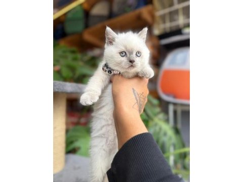 Sağlık ve ırk garantili british shorthair
