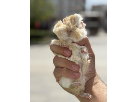 Bebek özel renk ginepigler