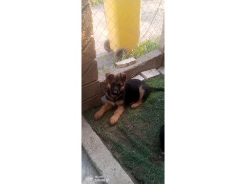 Hayatına anlam keyif ve gerçek dost isteyenlere alman kurdu