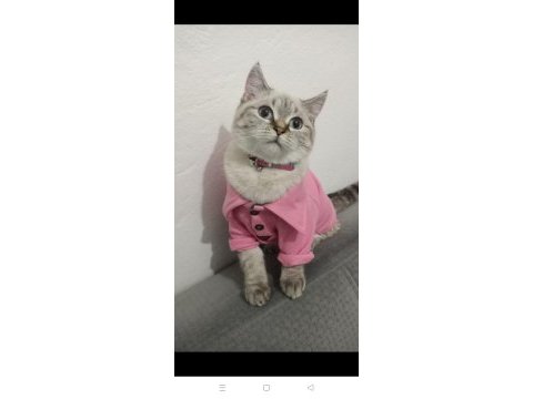 Dişi kedi ücretsiz