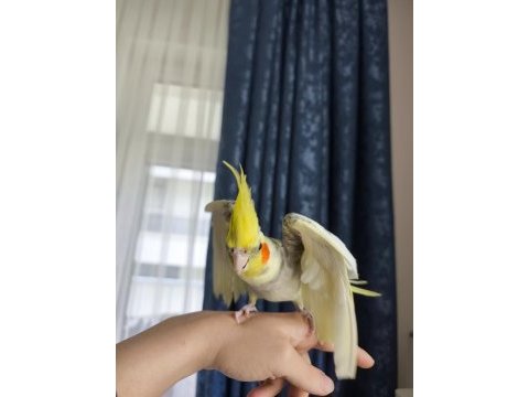 Konuşan ele alışkın sultan papağanı