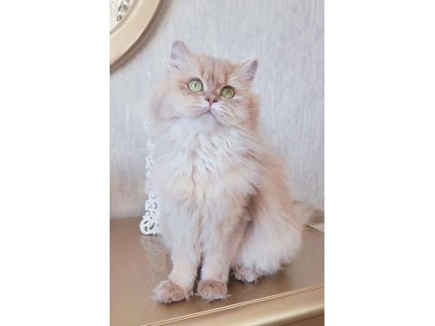 Yetişkin dişi cy11 british longhair