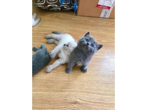 Scottish ve british shorthair yavrular yuvalarını bekliyor