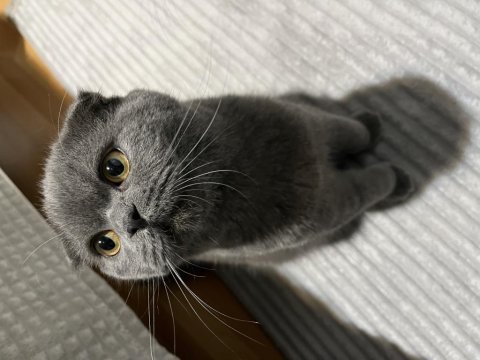 Scottish fold erkek