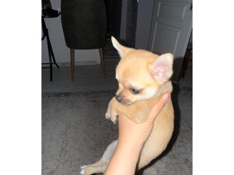2 aylık chihuahua erkek yavrusu