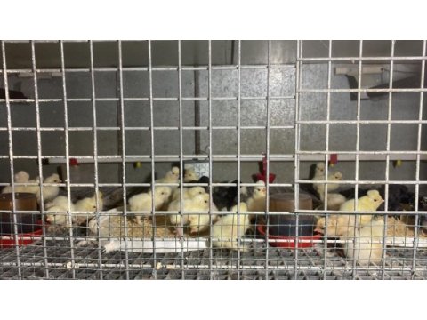 Akkuş üretim çiftliğinden karışık civcivler