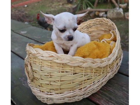 Chihuahua dişi yavru elma kafa küt burun