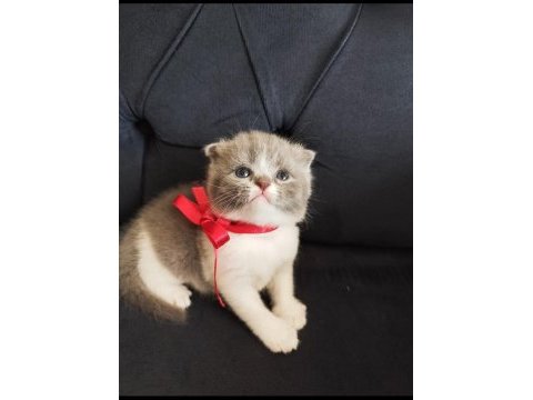 Uygun fiyatlı şecereli cins scottish fold yavruları