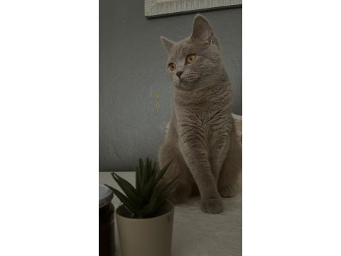 British shorthair 1,5 yaşında