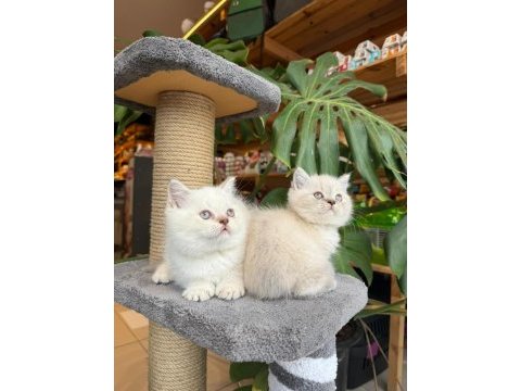 Sağlık ve ırk garantili british shorthair