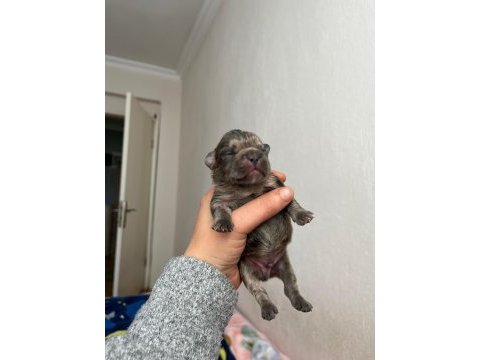 Egzotik french bulldog bebeklerimiz