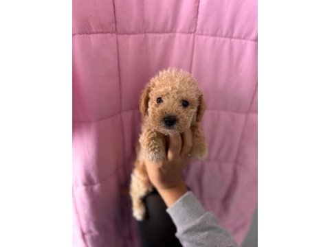 Maltipoo cinsi yavrumuz