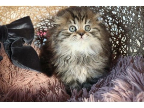 Muhteşem scottish fold golden tabby