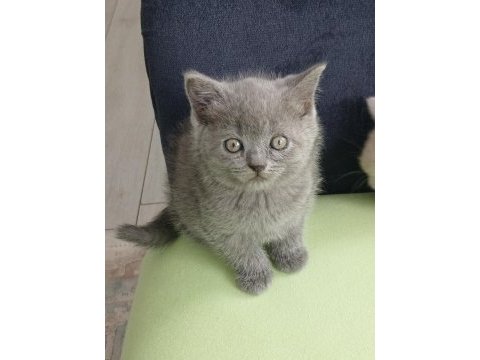 42 günlük british shorthair bayram şekerlerim