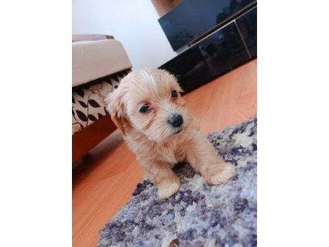 Minik maltipoo köpekler