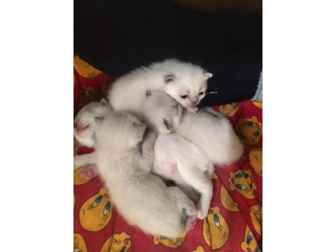 Yavru scottish fold