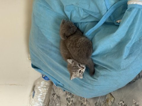 Çocuk kediler ve anneleri sahiplendirilecek