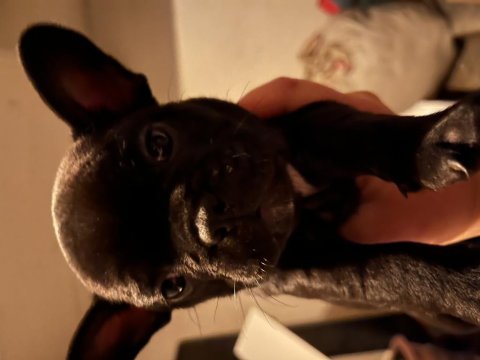 French bulldog yavru köpekler