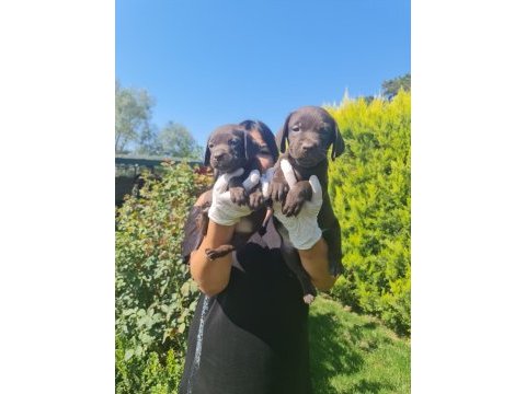 Çikolata labrador yavrularım