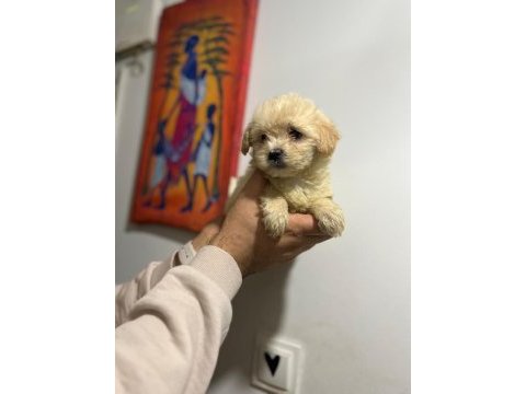 Her renk maltipoo yavrumuzu canlı görebilirsiniz