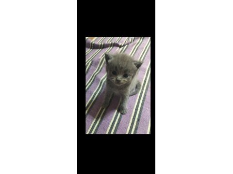 Uygundur acil sahiplendirme british shorthair