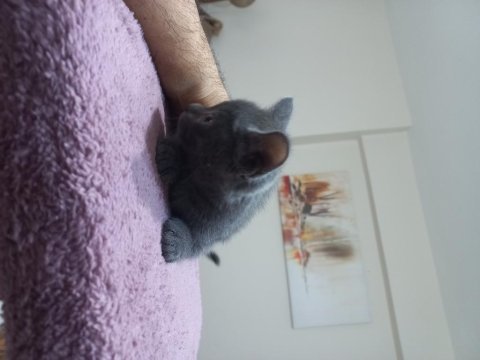Çok uygun çok sağlıklı british shorthair