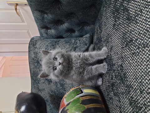 British shorthair yavrularımız
