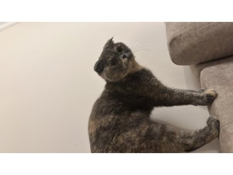 2 yaşında sakin sevimli cana yakın scottish fold