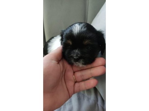 Shih tzu yavruları